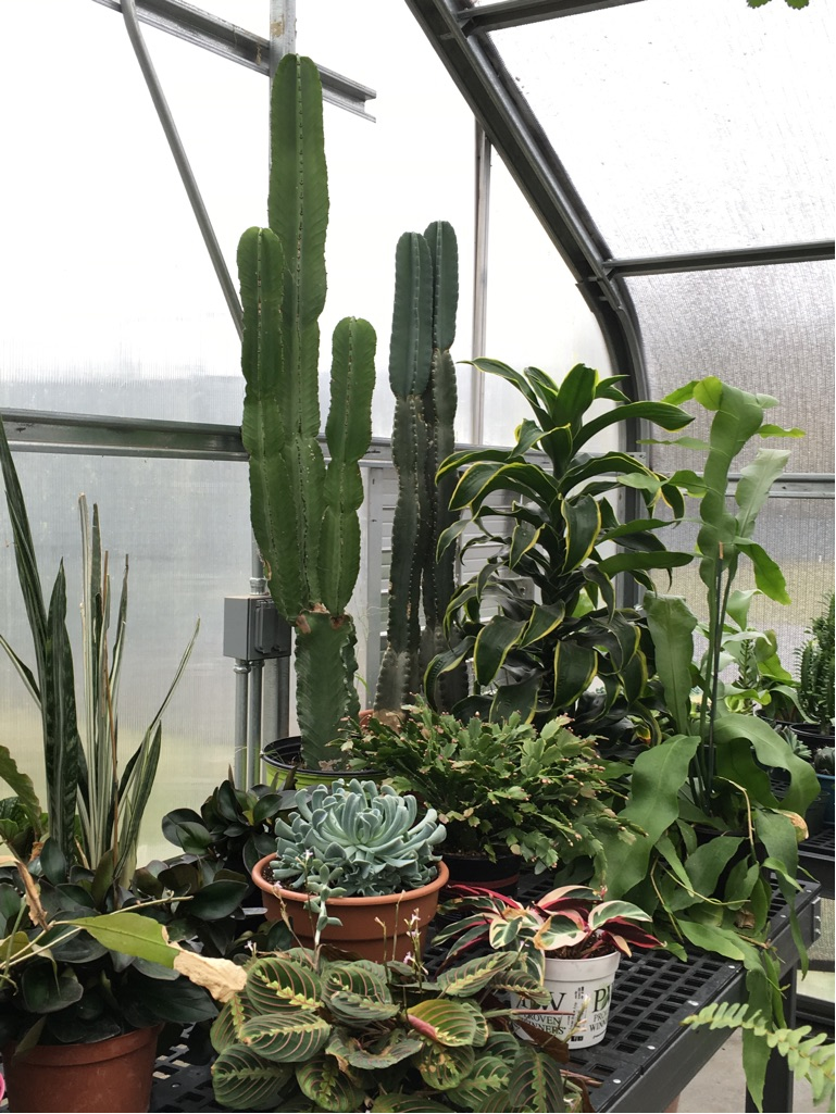 Greenhouse5.jpg